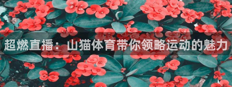 超燃直播：山猫体育带你领略运动的魅力