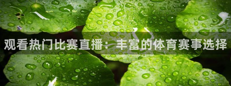观看热门比赛直播：丰富的体育赛事选择