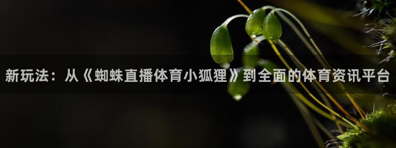 新玩法：从《蜘蛛直播体育小狐狸》到全面的体育资讯平台