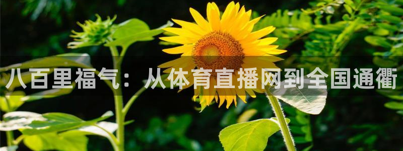 八百里福气：从体育直播网到全国通衢