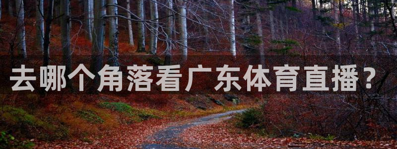 去哪个角落看广东体育直播？