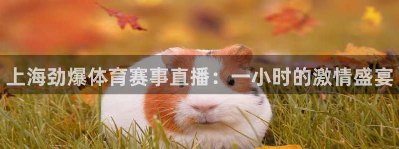 上海劲爆体育赛事直播：一小时的激情盛宴