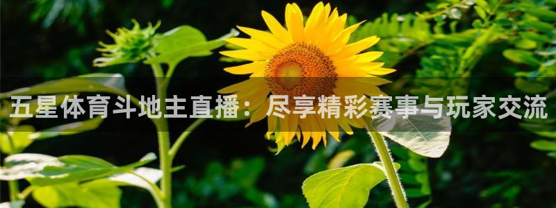 五星体育斗地主直播：尽享精彩赛事与玩家交流