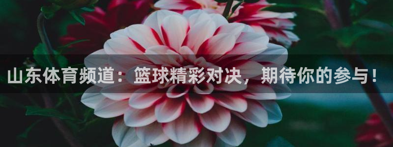 山东体育频道：篮球精彩对决，期待你的参与！