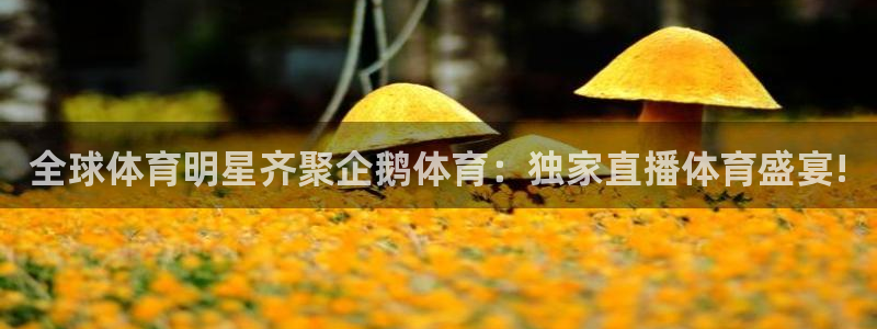 全球体育明星齐聚企鹅体育：独家直播体育盛宴!