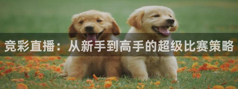 竞彩直播：从新手到高手的超级比赛策略